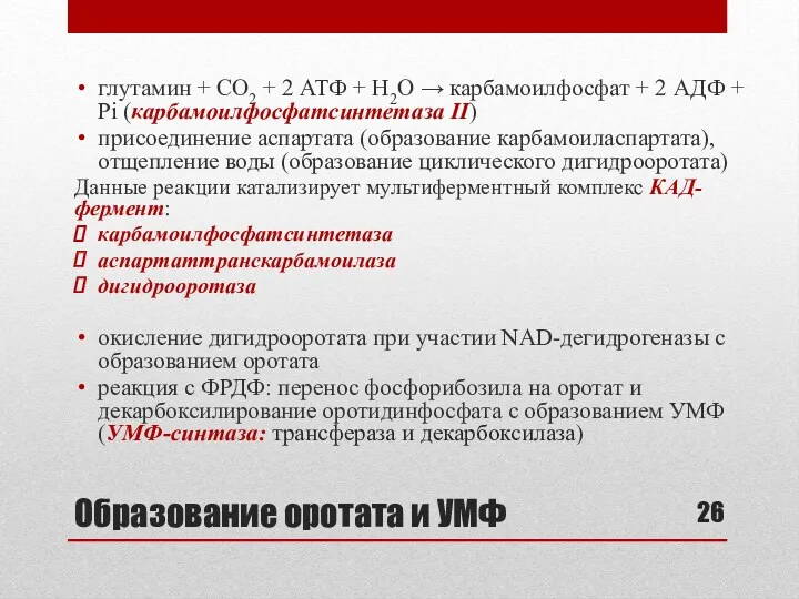 Образование оротата и УМФ глутамин + СО2 + 2 АТФ