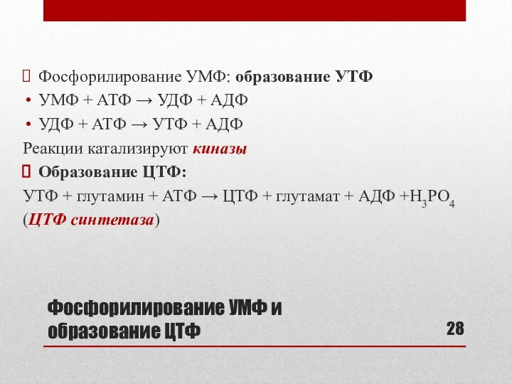 Фосфорилирование УМФ и образование ЦТФ Фосфорилирование УМФ: образование УТФ УМФ