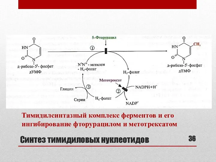 Синтез тимидиловых нуклеотидов Тимидилсинтазный комплекс ферментов и его ингибирование фторурацилом и метотрексатом