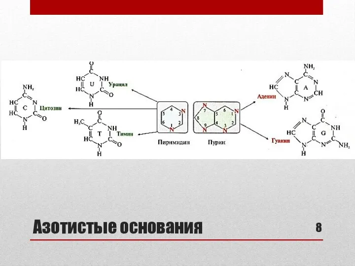 Азотистые основания