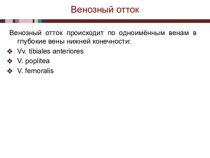 Венозный отток Венозный отток происходит по одноимённым венам в глубокие вены нижней конечности: