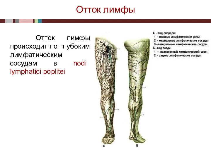 Отток лимфы Отток лимфы происходит по глубоким лимфатическим сосудам в nodi lymphatici poplitei