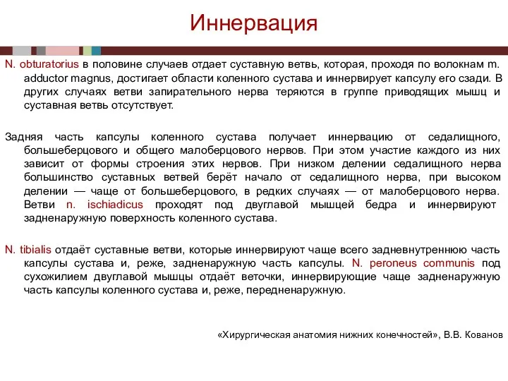 Иннервация N. obturatorius в половине случаев отдает суставную ветвь, которая, проходя по волокнам