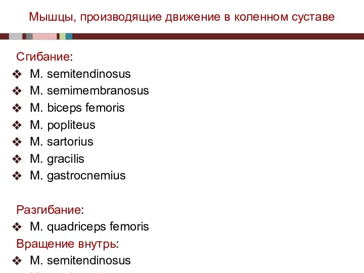 Мышцы, производящие движение в коленном суставе Сгибание: M. semitendinosus M. semimembranosus M. biceps