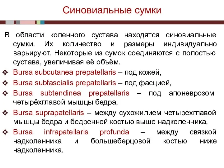 Синовиальные сумки В области коленного сустава находятся синовиальные сумки. Их количество и размеры