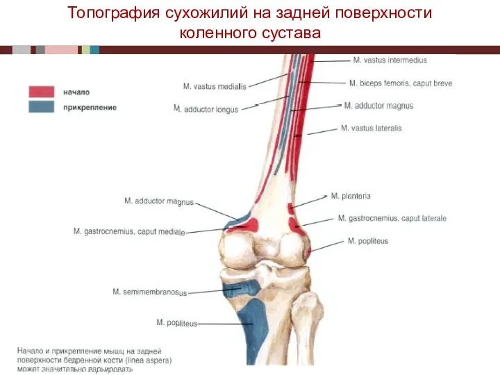 Топография сухожилий на задней поверхности коленного сустава