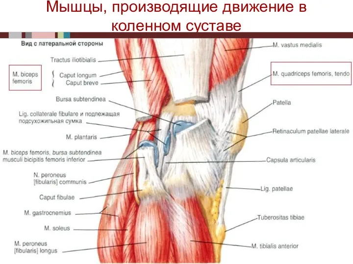 Мышцы, производящие движение в коленном суставе