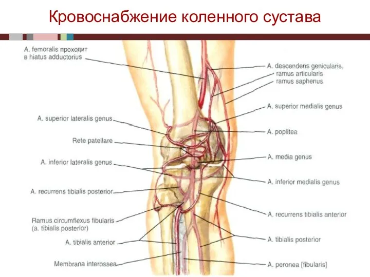 Кровоснабжение коленного сустава