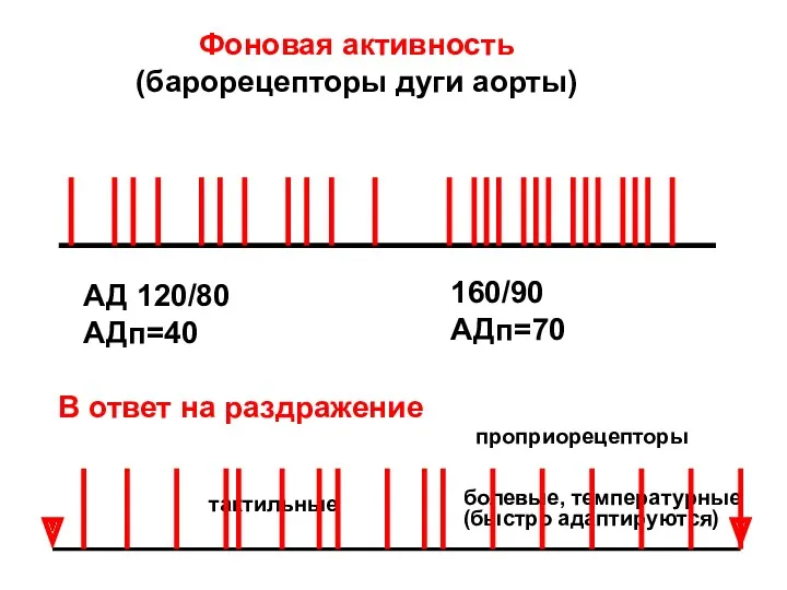 Фоновая активность (барорецепторы дуги аорты) АД 120/80 АДп=40 160/90 АДп=70 В ответ на