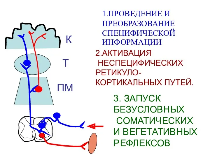 1.ПРОВЕДЕНИЕ И ПРЕОБРАЗОВАНИЕ СПЕЦИФИЧЕСКОЙ ИНФОРМАЦИИ 2.АКТИВАЦИЯ НЕСПЕЦИФИЧЕСКИХ РЕТИКУЛО- КОРТИКАЛЬНЫХ ПУТЕЙ. 3. ЗАПУСК БЕЗУСЛОВНЫХ