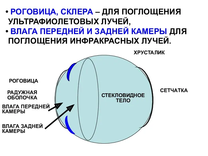 РОГОВИЦА, СКЛЕРА – ДЛЯ ПОГЛОЩЕНИЯ УЛЬТРАФИОЛЕТОВЫХ ЛУЧЕЙ, ВЛАГА ПЕРЕДНЕЙ И