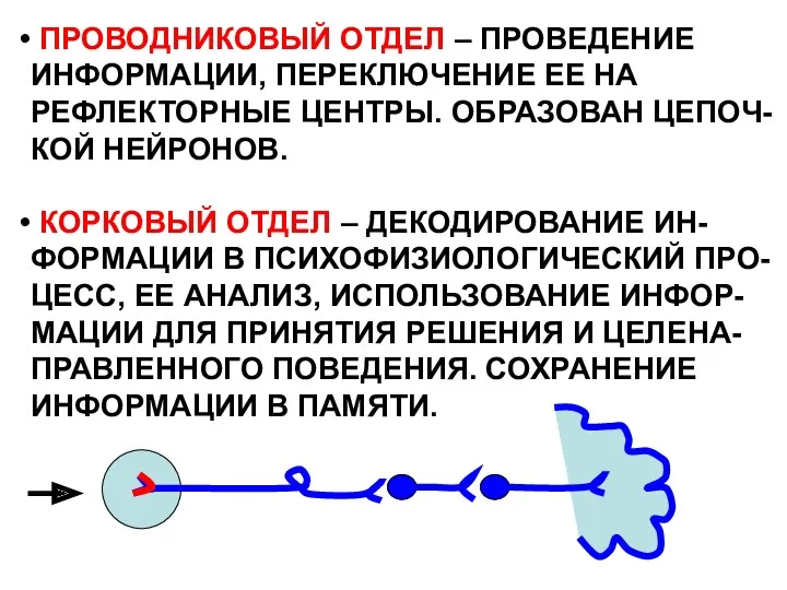 ПРОВОДНИКОВЫЙ ОТДЕЛ – ПРОВЕДЕНИЕ ИНФОРМАЦИИ, ПЕРЕКЛЮЧЕНИЕ ЕЕ НА РЕФЛЕКТОРНЫЕ ЦЕНТРЫ. ОБРАЗОВАН ЦЕПОЧ- КОЙ