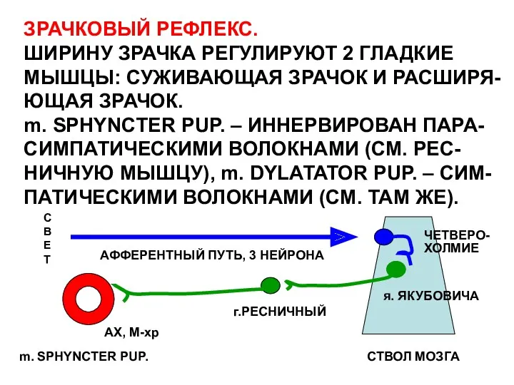 ЗРАЧКОВЫЙ РЕФЛЕКС. ШИРИНУ ЗРАЧКА РЕГУЛИРУЮТ 2 ГЛАДКИЕ МЫШЦЫ: СУЖИВАЮЩАЯ ЗРАЧОК