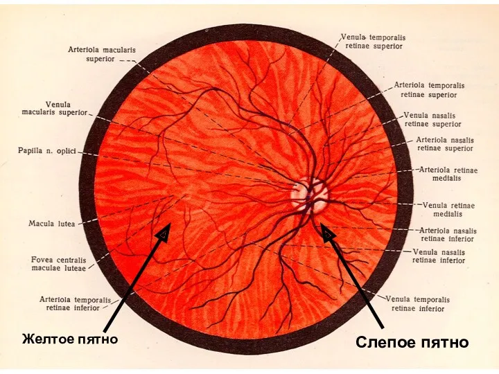Слепое пятно Желтое пятно