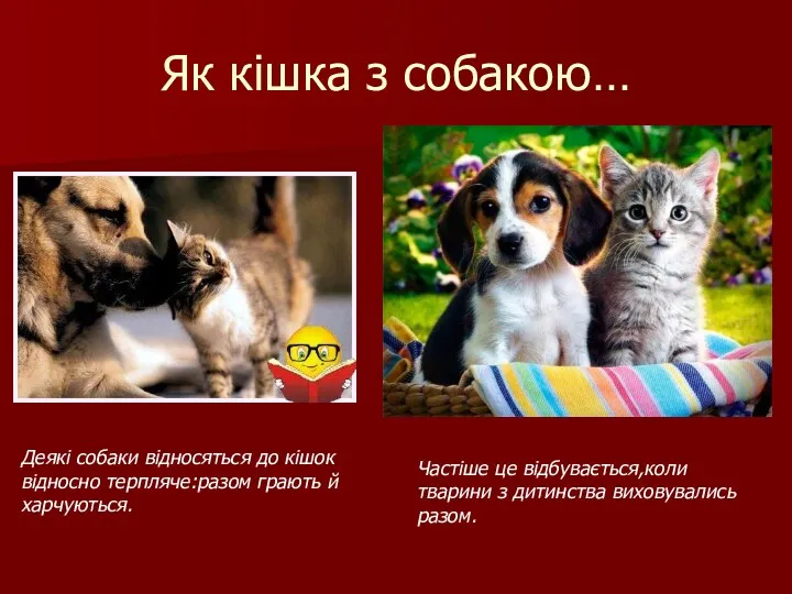 Як кішка з собакою… Деякі собаки відносяться до кішок відносно