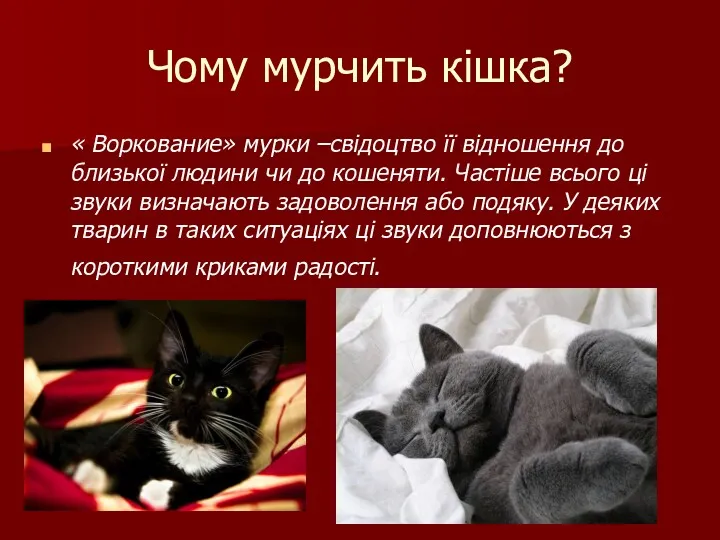 Чому мурчить кішка? « Воркование» мурки –свідоцтво її відношення до