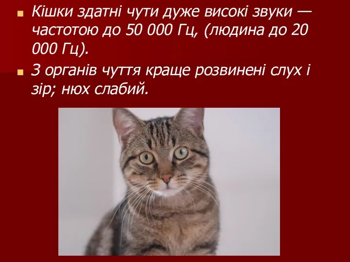 Кішки здатні чути дуже високі звуки — частотою до 50