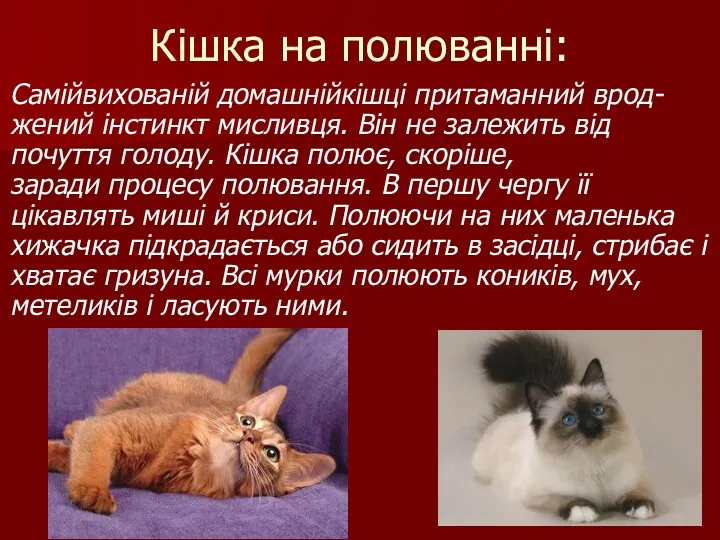 Кішка на полюванні: Самійвихованій домашнійкішці притаманний врод-жений інстинкт мисливця. Він