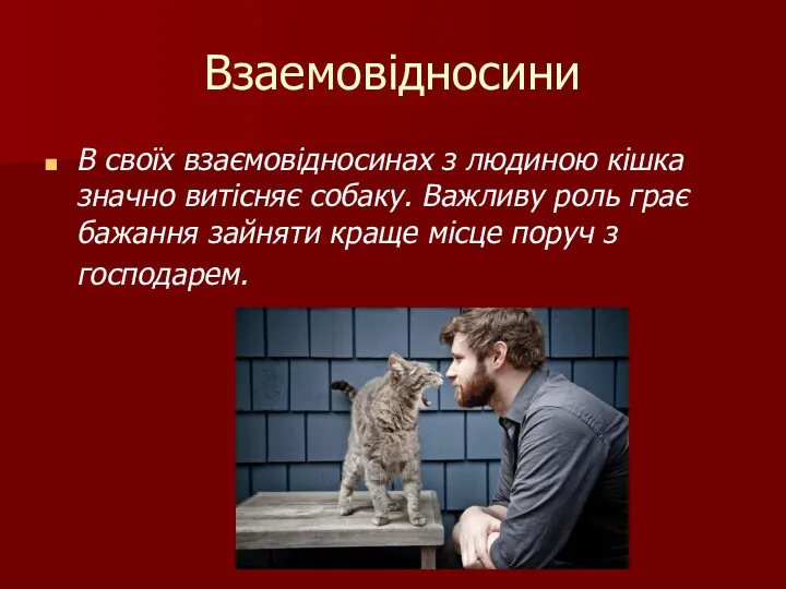 Взаемовідносини В своїх взаємовідносинах з людиною кішка значно витісняє собаку.