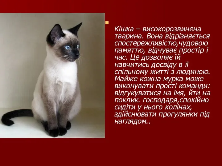 Кішка – високорозвинена тварина. Вона відрізняється спостережливістю,чудовою памяттю, відчуває простір