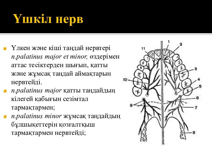 Үшкіл нерв Үлкен және кіші таңдай нервтері n.palatinus major et