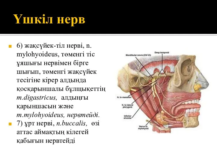 Үшкіл нерв 6) жақсүйек-тіл нерві, n. mylohyoideus, төменгі тіс ұяшығы