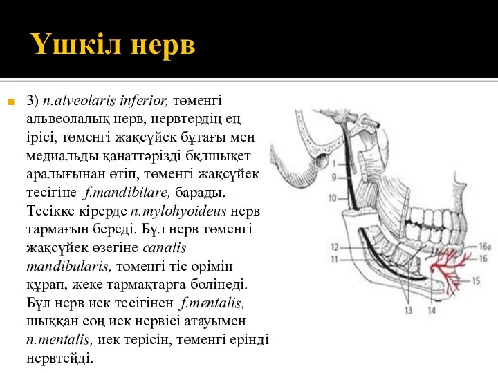 Үшкіл нерв 3) n.alveolaris inferior, төменгі альвеолалық нерв, нервтердің ең