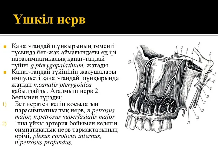 Үшкіл нерв Қанат-таңдай шұңқырының төменгі тұсында бет-жақ аймағындағы ең ірі