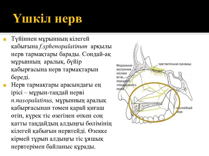 Үшкіл нерв Түйіннен мұрынның кілегей қабығына f.sphenopalatinum арқылы нерв тармақтары