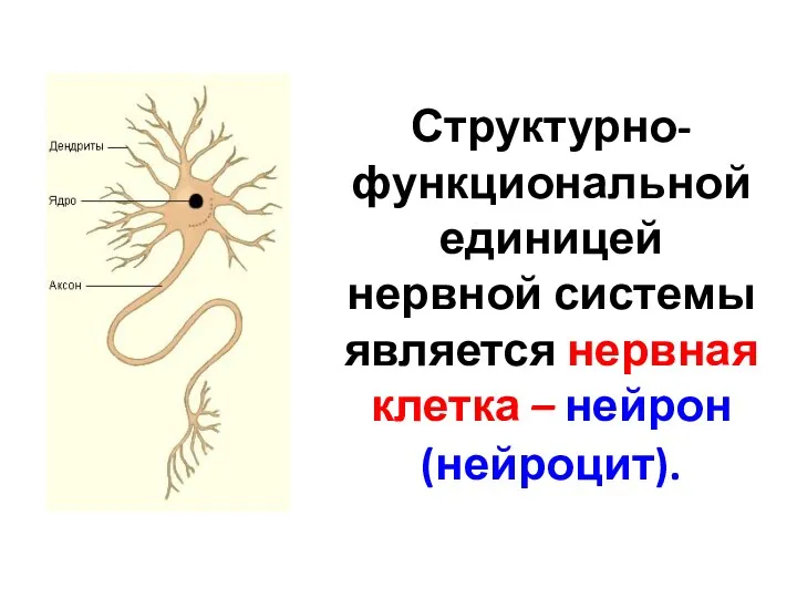 Структурно-функциональной единицей нервной системы является нервная клетка – нейрон (нейроцит).
