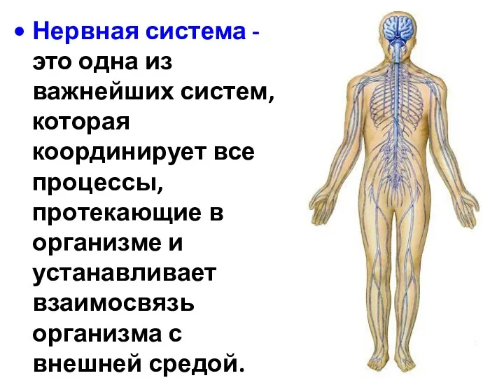 Нервная система - это одна из важнейших систем, которая координирует