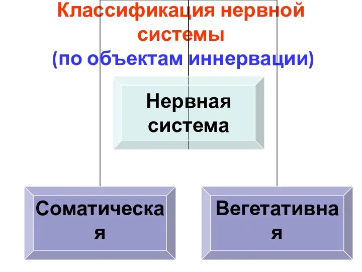 Классификация нервной системы (по объектам иннервации)