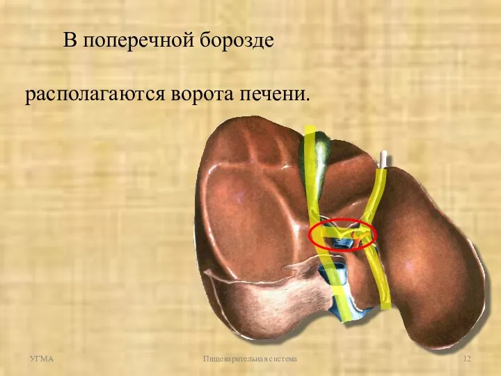 В поперечной борозде располагаются ворота печени. УГМА Пищеварительная система