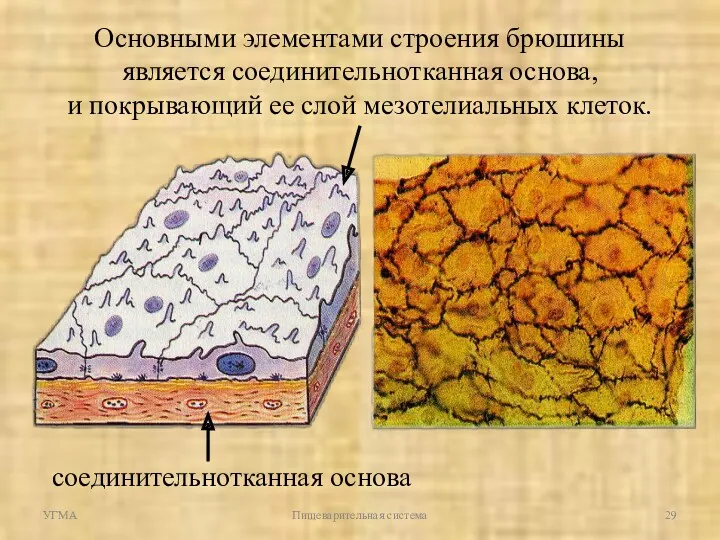 УГМА Пищеварительная система Основными элементами строения брюшины является соединительнотканная основа,