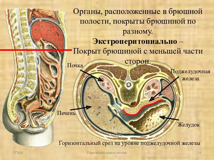 УГМА Пищеварительная система Органы, расположенные в брюшной полости, покрыты брюшиной