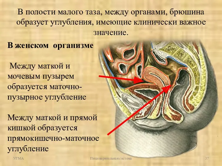 УГМА Пищеварительная система В полости малого таза, между органами, брюшина