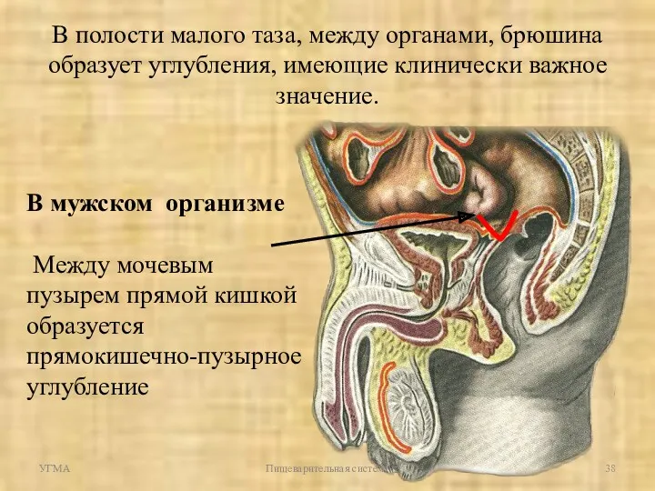 УГМА Пищеварительная система В полости малого таза, между органами, брюшина