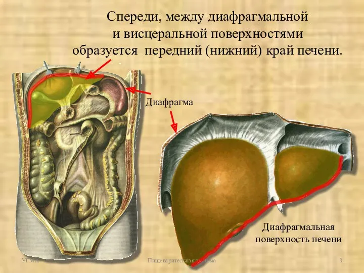 Спереди, между диафрагмальной и висцеральной поверхностями образуется передний (нижний) край