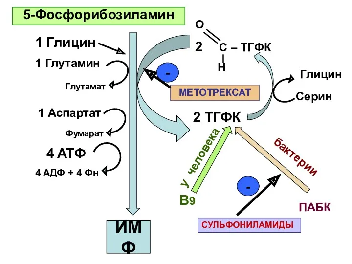 5-Фосфорибозиламин ИМФ 1 Глицин O 2 C – TГФК H 2 TГФК 1