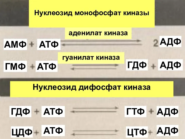 Нуклеозид монофосфат киназы аденилат киназа гуанилат киназа Нуклеозид дифосфат киназа