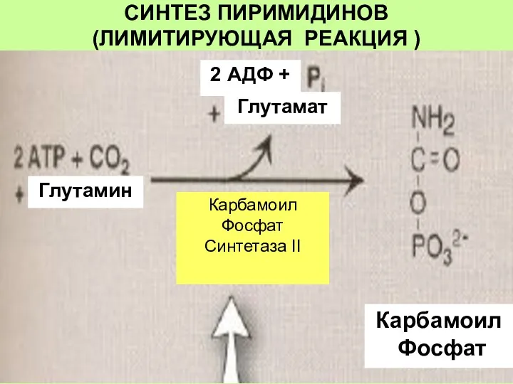 СИНТЕЗ ПИРИМИДИНОВ (ЛИМИТИРУЮЩАЯ РЕАКЦИЯ ) 2 АДФ + Глутамат Глутамин Карбамоил Фосфат Синтетаза II Карбамоил Фосфат