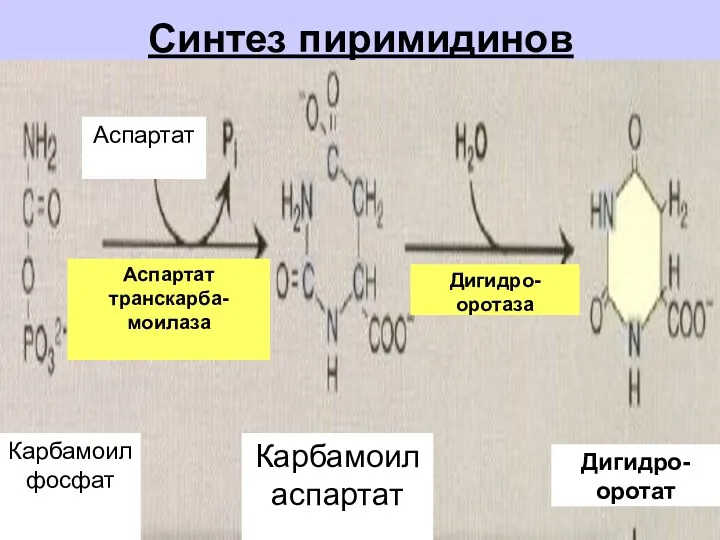 Синтез пиримидинов Карбамоил аспартат Аспартат Аспартат транскарба-моилаза Дигидро-оротаза Дигидро-оротат Карбамоил фосфат