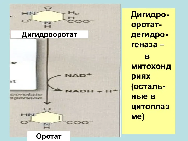 Дигидро-оротат-дегидро-геназа – в митохондриях (осталь-ные в цитоплазме) Дигидрооротат Оротат