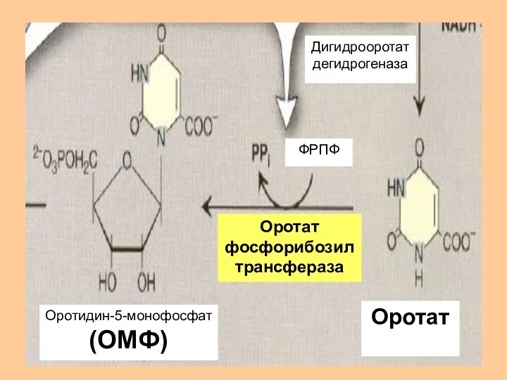 Дигидрооротат дегидрогеназа Оротидин-5-монофосфат (ОМФ) Оротат Оротат фосфорибозил трансфераза ФРПФ