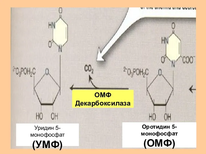 ОМФ Декарбоксилаза Уридин 5-монофосфат (УМФ) Оротидин 5- монофосфат (ОМФ)