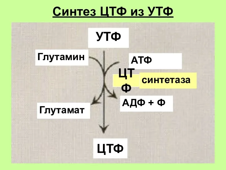 Синтез ЦТФ из УТФ Глутамин Глутамат синтетаза АТФ АДФ + Ф УТФ ЦТФ ЦТФ