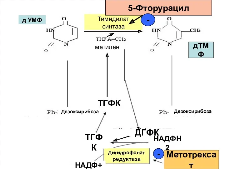 д УМФ Тимидилат синтаза метилен Глицин Серин ТГФК Дезоксирибоза Дезоксирибоза