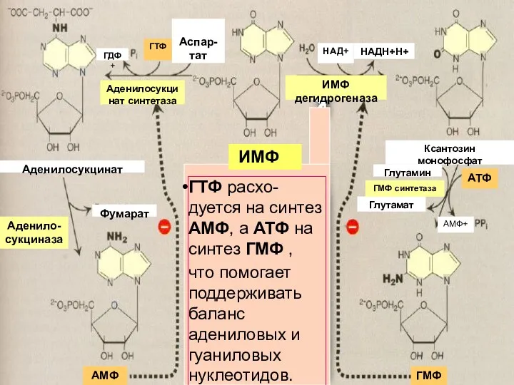ИМФ дегидрогеназа Ксантозин монофосфат Глутамин Глутамат ГМФ синтетаза АТФ АМФ+ Аденилосукцинат Фумарат Аденило-сукциназа