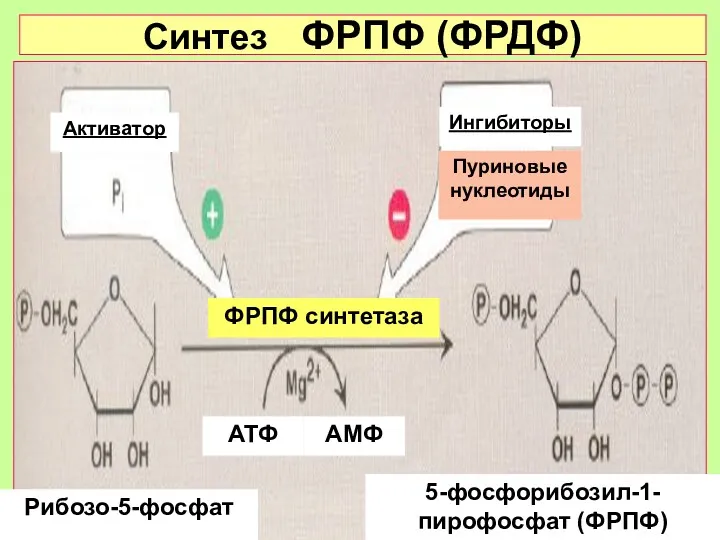 Синтез ФРПФ (ФРДФ) Активатор Ингибиторы Пуриновые нуклеотиды Рибозо-5-фосфат 5-фосфорибозил-1-пирофосфат (ФРПФ) АТФ АМФ ФРПФ синтетаза