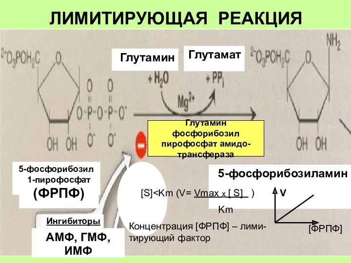 ЛИМИТИРУЮЩАЯ РЕАКЦИЯ 5-фосфорибозиламин Глутамин Глутамат Ингибиторы АМФ, ГМФ, ИМФ 5-фосфорибозил 1-пирофосфат (ФРПФ) Глутамин